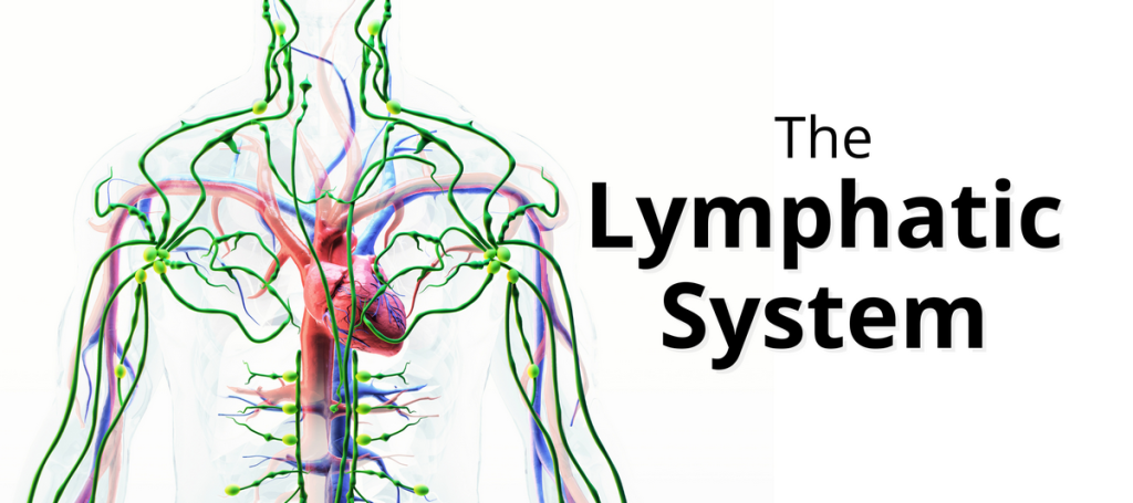 the lymphatic system